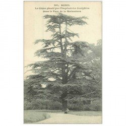 carte postale ancienne 92 RUEIL MALMAISON. Cèdre planté par Joséphine