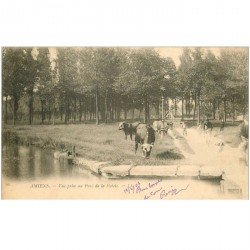 carte postale ancienne 80 AMIENS. Vaches au Parc de la Hotoie 1903