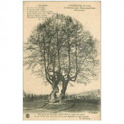 carte postale ancienne 80 LUCHEUX. L'Arbre aux Epousailles 1915