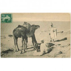 carte postale ancienne ALGERIE. Chameliers faisant manger les Chameaux 1908