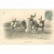 carte postale ancienne Maroc. Grande Fantasia 1905