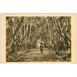 carte postale ancienne GABON. Allée de Ficus A.E.F