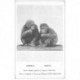 carte postale ancienne GABON. Jeunes Gorilles capturés en 1924 et élevés par Petit Renaud