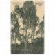 carte postale ancienne TANZANIE. Eucalyptus à Daressalam