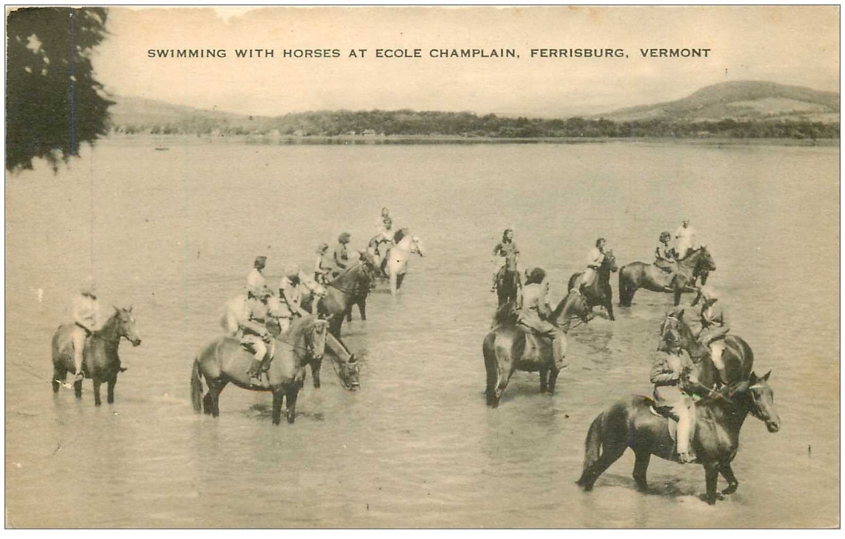 ETATS UNIS. Vermont. Swimming with Horses at Ecole Champlain. Ferrisburg