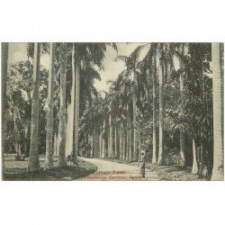 carte postale ancienne INDE. Cabbage Palms Feradeniya Gardens Kandy