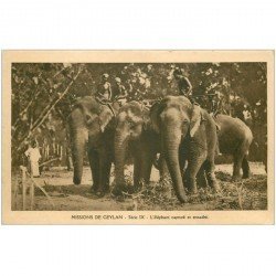 carte postale ancienne SRI LANKA. Ceylan l'Eléphant capturé et encadré