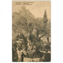 carte postale ancienne ISRAEL PALESTINE. Jérusalem. Jardin Gethsémané