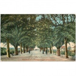 carte postale ancienne VENTIMIGLIA. Passeggiata delle palme al mare 1910