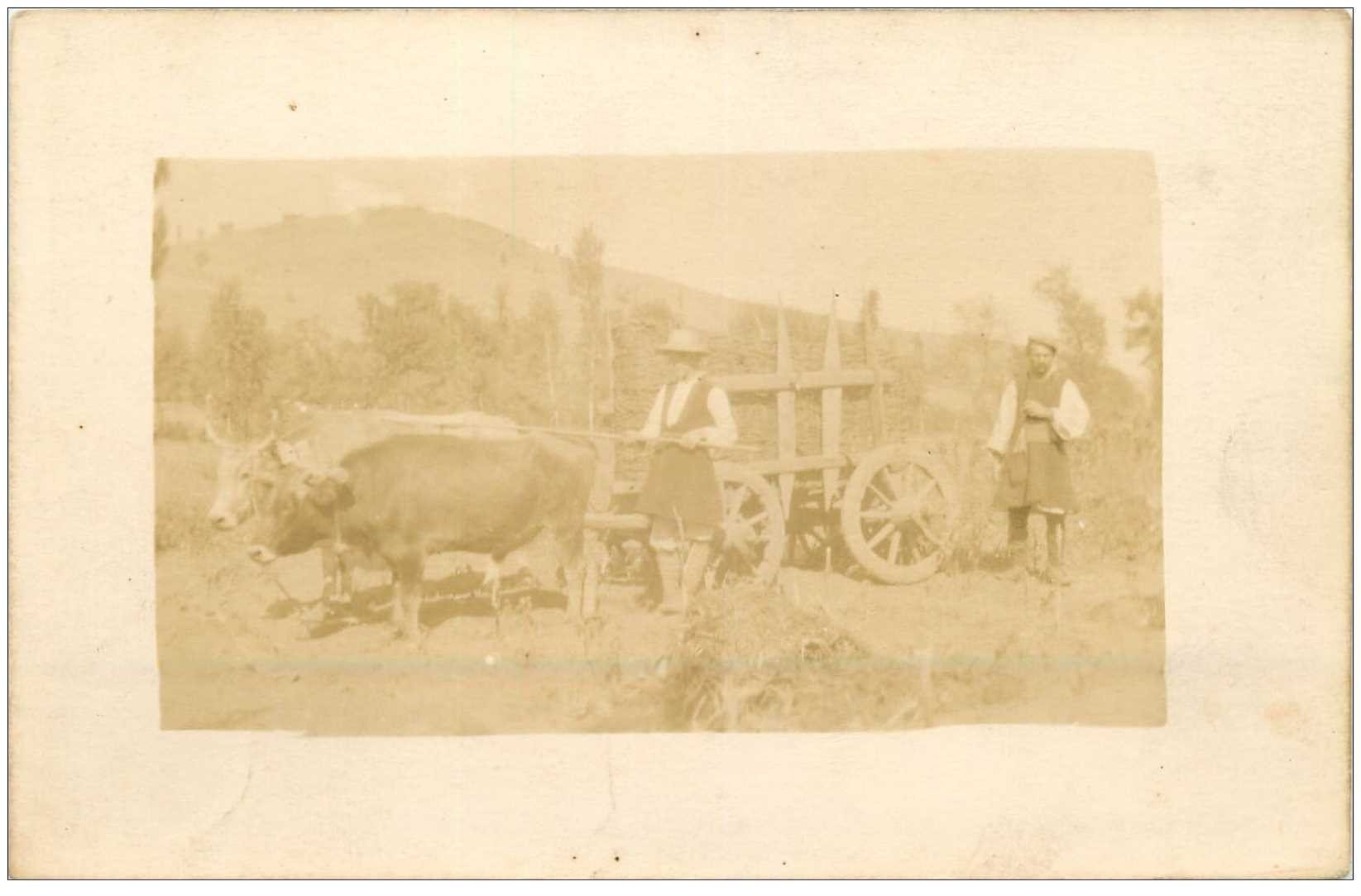 MACEDOINE. Paysans Macédoniens au travail attelage de Boeufs. Photo carte postale rare