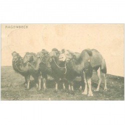 carte postale ancienne ANIMAUX. Chameaux et Dromadaires. Hagenbeck 1912