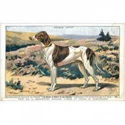 carte postale ancienne ANIMAUX. Chien. Braque Dupuy. Chiens Gibier et Ennemis