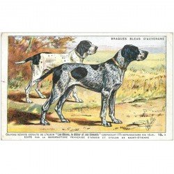 carte postale ancienne ANIMAUX. Chien. Braques Bleus d'Auvergne. Chiens Gibier et Ennemis