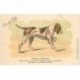 carte postale ancienne ANIMAUX. Chiens. Braque Allemand. Chocolat Louit