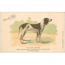 carte postale ancienne ANIMAUX. Chiens. Briquet Suisse. Chocolat Louit