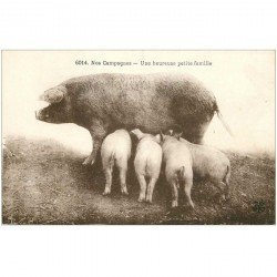 carte postale ancienne ANIMAUX. Cochons et Truie. Une heureuse petite Famille avec Porcelets