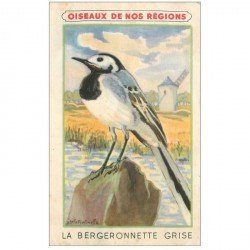 carte postale ancienne ANIMAUX. Oiseaux. Bergeronnette Grise. Carte image par Crème Eclipse cirage