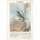 carte postale ancienne ANIMAUX. Oiseaux. Le Pinson. Collection Buisson