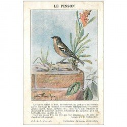 carte postale ancienne ANIMAUX. Oiseaux. Le Pinson. Collection Buisson