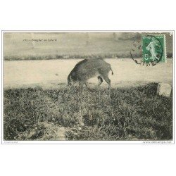 carte postale ancienne ANIMAUX. Sanglier, Marcassin en liberté 1908. Tampon Ravaud et Pepin 6 rue Scribe à Nantes