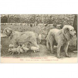 carte postale ancienne CHIENS des Pyrénées