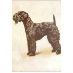 carte postale ancienne LES CHIENS. The Kerry Blue Terrier