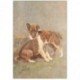 carte postale ancienne LES CHIENS. Chiots the Collie