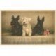 carte postale ancienne LES CHIENS. Fox Terriers 1944