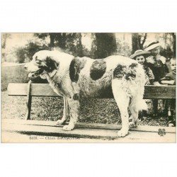 carte postale ancienne LES CHIENS. Gros Chien des Pyrénées