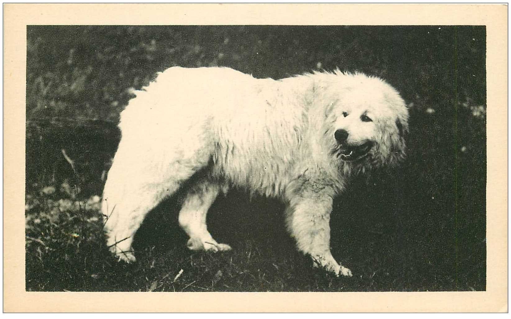 Photo De Presse Vintage – Chien De Montagne Des Pyrénées, 1953, Tirage Argentique