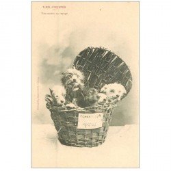 carte postale ancienne LES CHIENS. Nos toutous en voyage vers 1900 par Bergeret