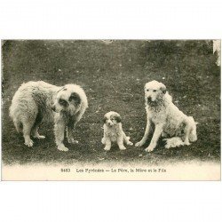 carte postale ancienne LES CHIENS. Père, Mère et Fils Chiens des Pyrénées