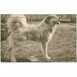 carte postale ancienne LES CHIENS. Pur Gazost Chien des Pyrénées Chenil à Argelès