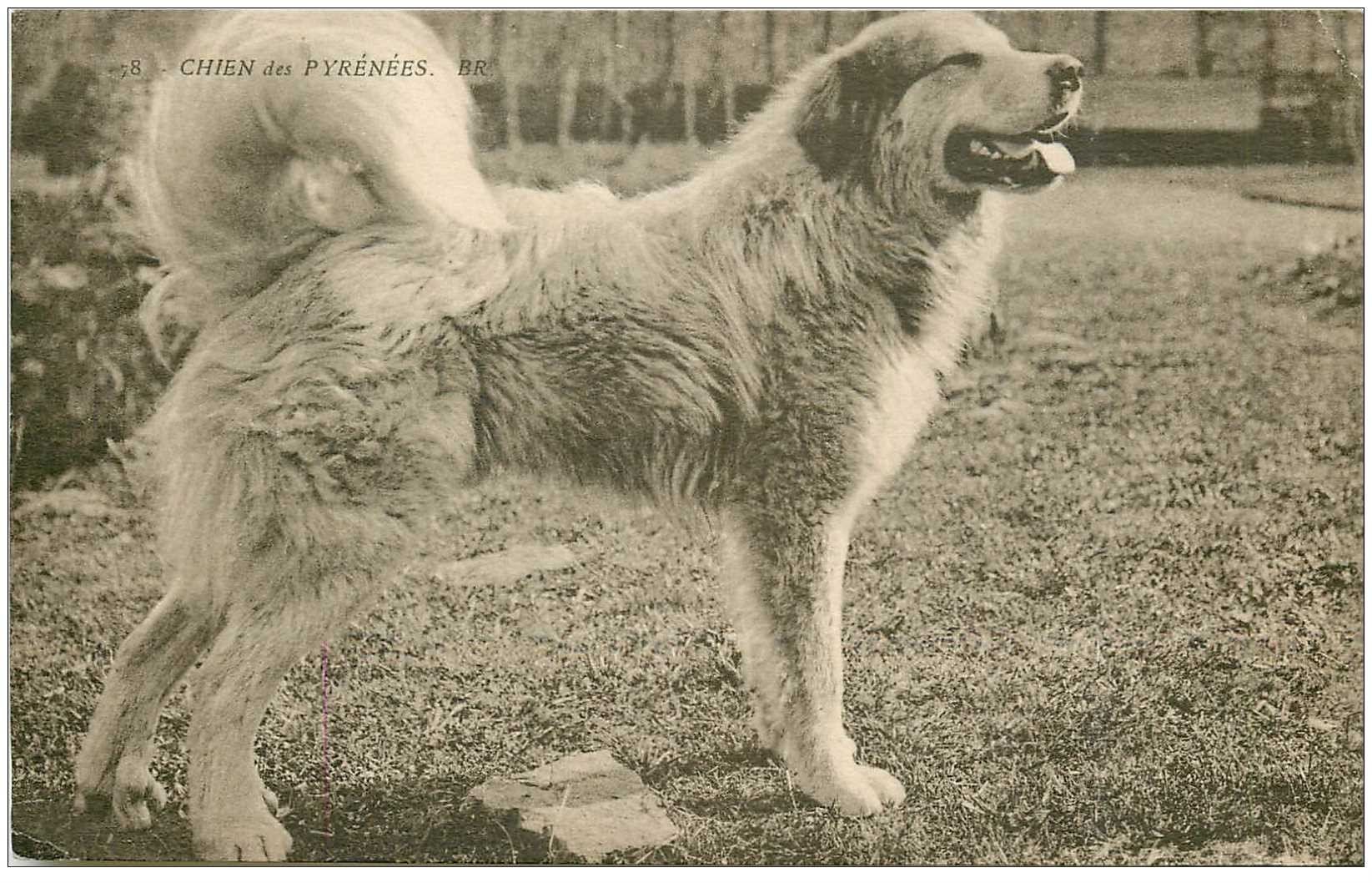 Vieille Photo De Presse Vintage – Chien Des Pyrénées, Tirage Argentique 21x15 Cm, Objet Unique