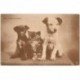 carte postale ancienne LES CHIENS. Zizi, Folette et Loulou 1905