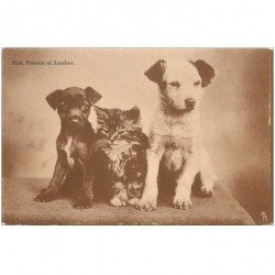 carte postale ancienne LES CHIENS. Zizi, Folette et Loulou 1905