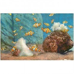 carte postale ancienne POISSONS. Amphiprion Percula Aquarium de Monaco
