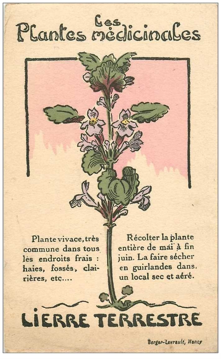 carte postale ancienne FLEURS. Plantes médicinales. Lierre terrestre