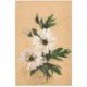 Carte Fleurs marguerites peintes à la main avec signature 1939