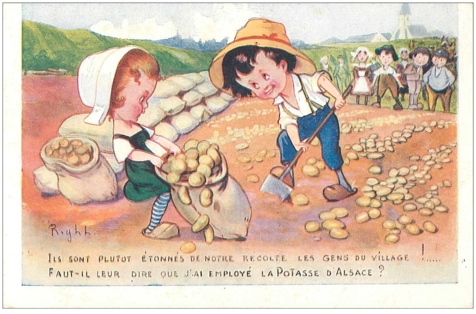 carte postale ancienne ILLUSTRATEUR RIGHT. La récolte des Patates. Sels de Potasse de Mulhouse. Impeccable et vierge