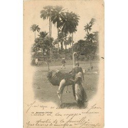 DAKAR. Un dressage d'Autruches difficile 1905