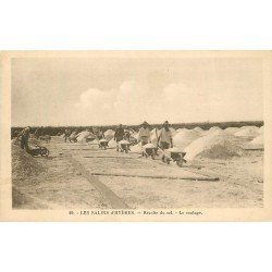 83 HYERES. Récolte du Sel dans les Salines. Le roulage avec brouettes