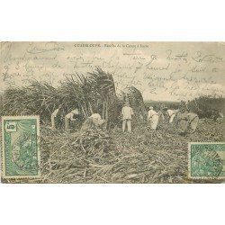 WW GUADELOUPE. Récolte de la Canne à Sucre 1907