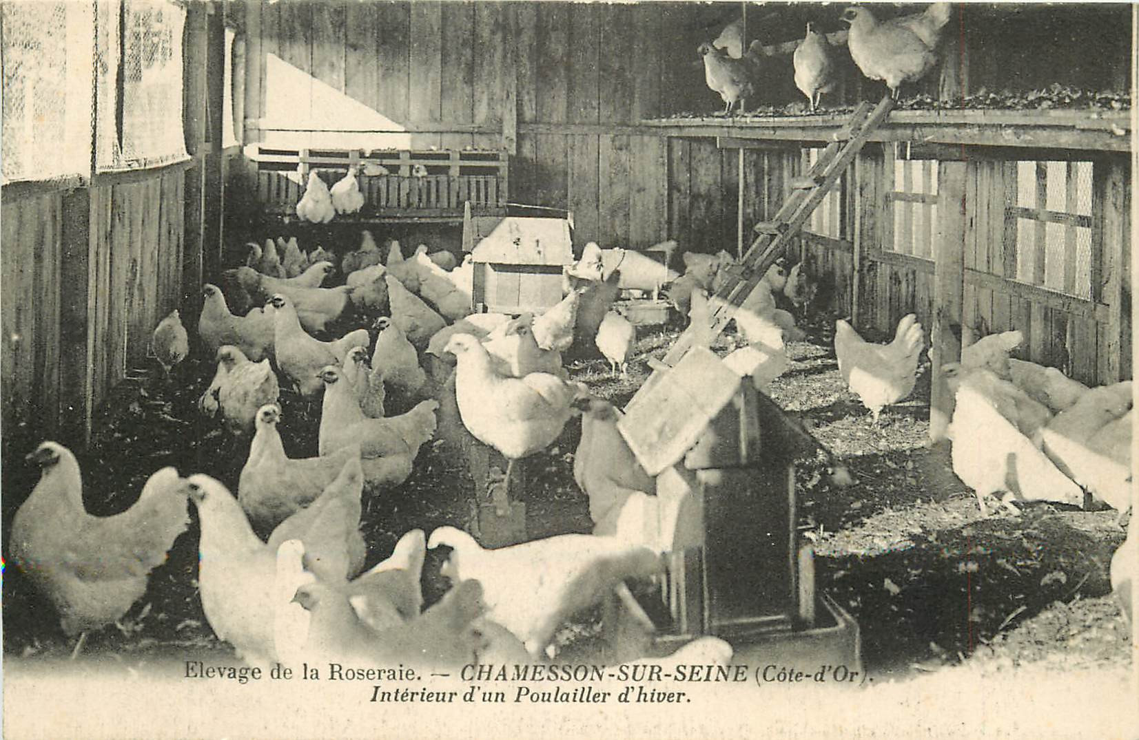 WW 21 CHAMESSON-SUR-SEINE. Un Poulailler d'hiver avec élevage de la Roseraie