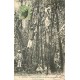 WW MARONI. Saignée des Balatas au Chantier pénitenciaire forestier de Coswine 1908