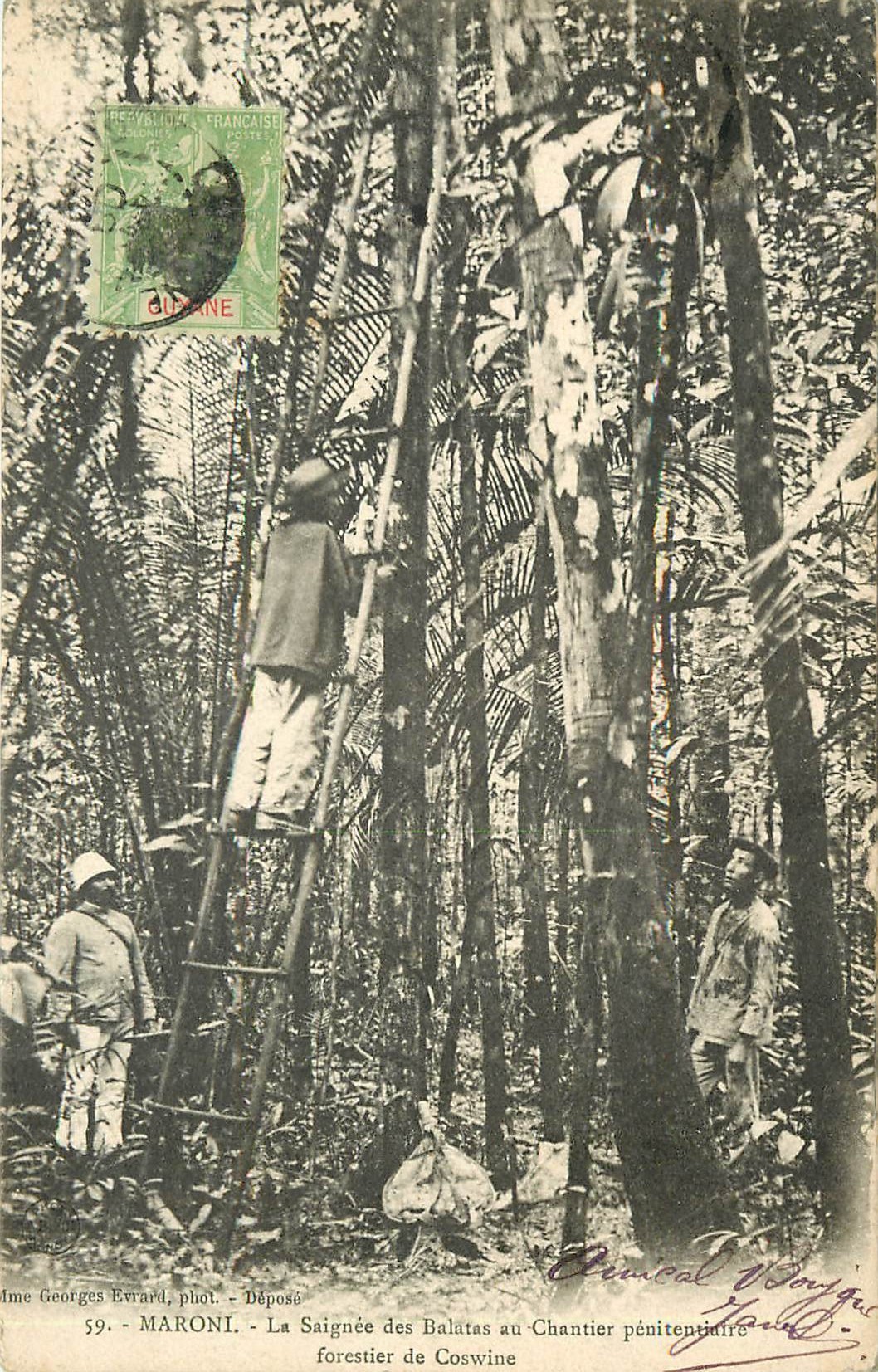 WW MARONI. Saignée des Balatas au Chantier pénitenciaire forestier de Coswine 1908