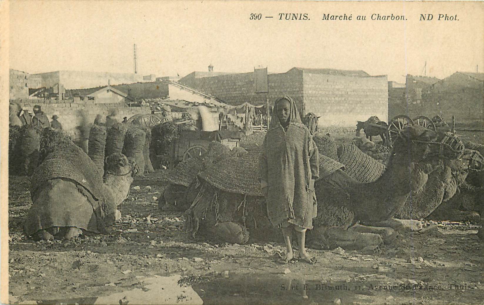 WW TUNIS. Marché au Charbon avec Chameaux