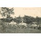 WW TONKIN. Buffles au Pacage 1912 Indochine Viêt-Nam
