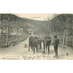 WW 63 AUVERGNE. Paysan avec Attelage de Boeufs Auvergnat 1902