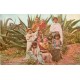 MEXIQUE MEXICO. Pulque Plants and Other Products near Apam